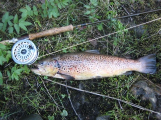 J�rvitaimen 1,56 kg