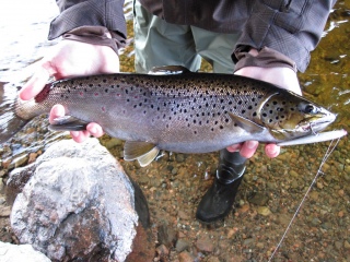 J�rvitaimen 1,54 kg