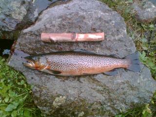 J�rvitaimen 1,28 kg