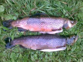 J�rvitaimen 1,61 kg