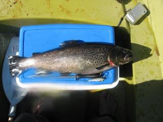 J�rvitaimen 2,18 kg