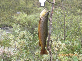 J�rvitaimen 1,30 kg