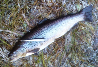 J�rvitaimen 1,50 kg