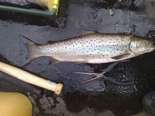 J�rvitaimen 1,60 kg