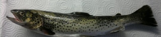 J�rvitaimen 700 g