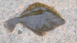 Kampela 50 g