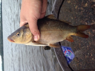 Karppi 480 g