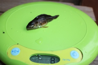 Kiiski 10 g