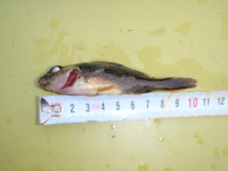 Kiiski 14 g