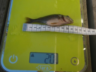 Kiiski 20 g