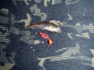 Kiiski 10 g