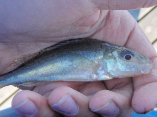 Kiiski 10 g