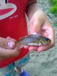 Kiiski 20 g