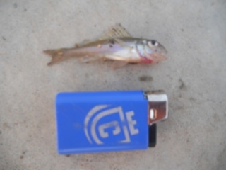 Kiiski 14 g