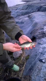Kiiski 120 g