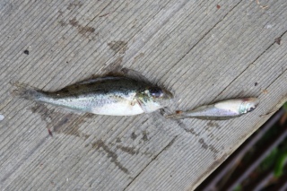 Kiiski 10 g