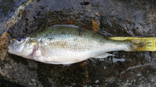 Kiiski 70 g