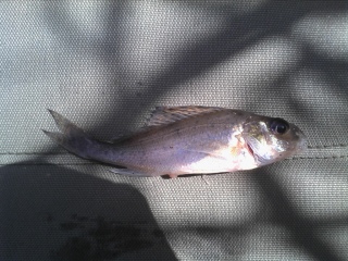 Kiiski 10 g