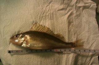 Kiiski 50 g