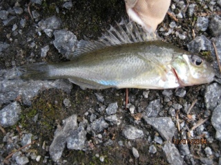Kiiski 15 g