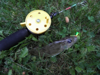 Kiiski 65 g