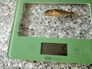 Kiiski 5 g