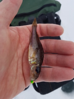 Kiiski 10 g