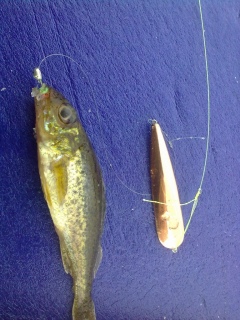 Kiiski 10 g