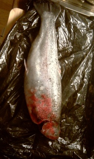 Kirjolohi 750 g