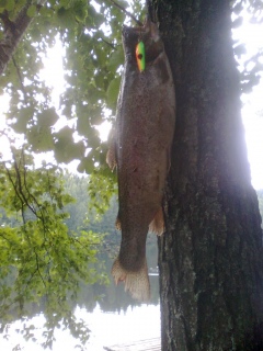 Kirjolohi 1,03 kg