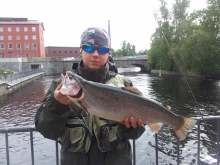 Kirjolohi 2,37 kg