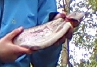 Kirjolohi 1,50 kg