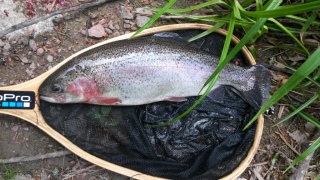 Kirjolohi 1,00 kg