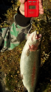 Kirjolohi 1,10 kg