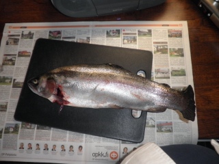 Kirjolohi 1,50 kg