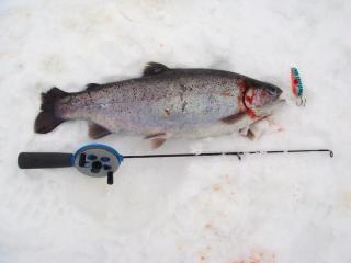 Kirjolohi 1,10 kg