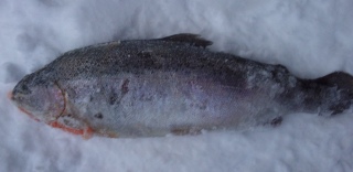 Kirjolohi 1,63 kg