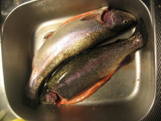 Kirjolohi 2,86 kg