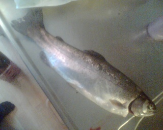 Kirjolohi 1,10 kg
