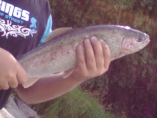 Kirjolohi 900 g