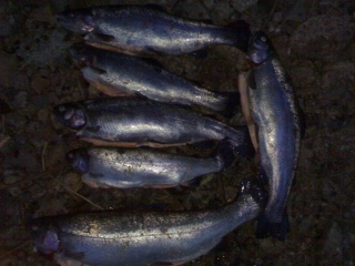 Kirjolohi 13,00 kg