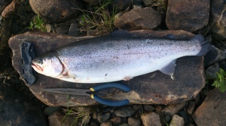 Kirjolohi 1,05 kg