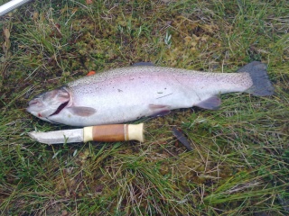 Kirjolohi 1,40 kg