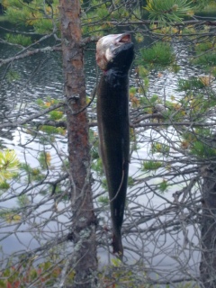 Kirjolohi 1,20 kg