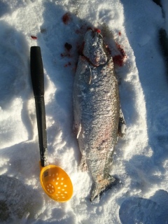 Kirjolohi 1,34 kg