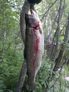 Kirjolohi 1,27 kg