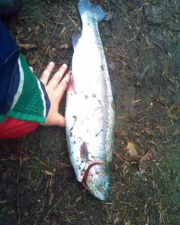 Kirjolohi 1,05 kg