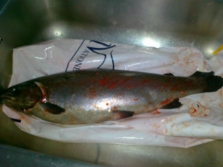 Kirjolohi 1,35 kg