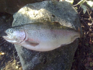 Kirjolohi 2,10 kg