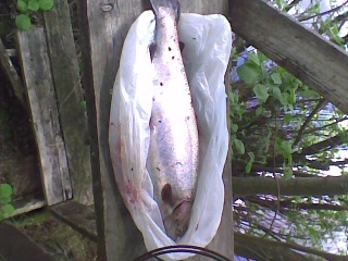 Kirjolohi 1,50 kg